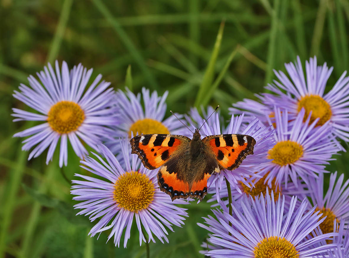 Крапивница и сентябринки