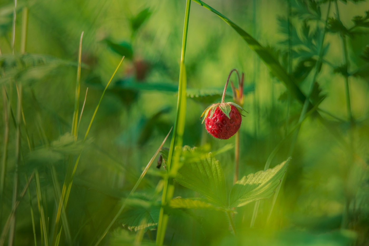 Земляничка