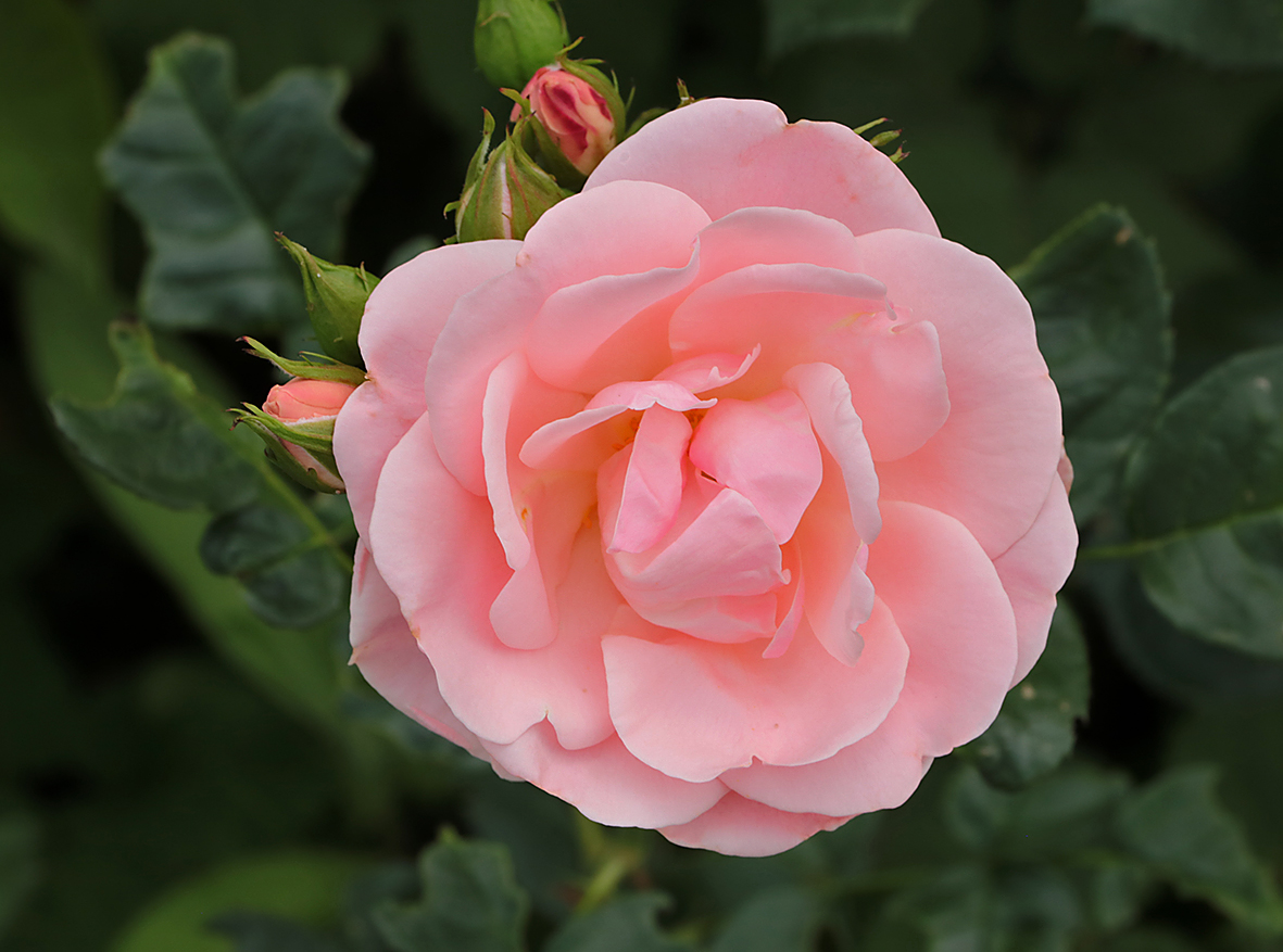 Июльская нежная