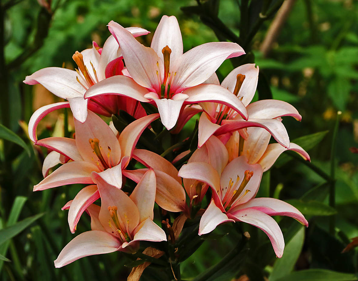 С днём фотографа!