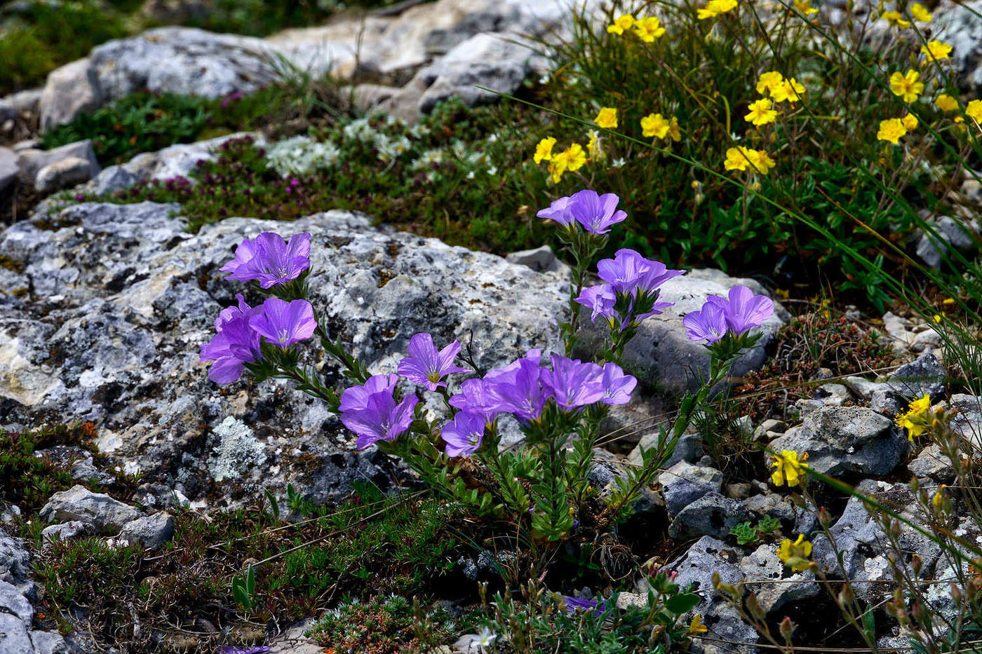 Лен альпийский