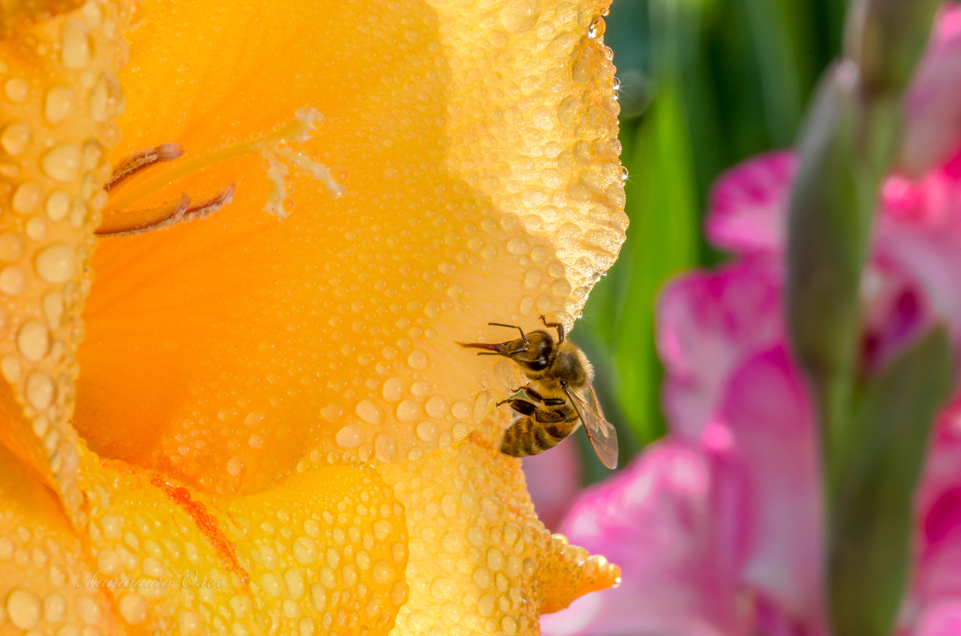 Пьющая росу...