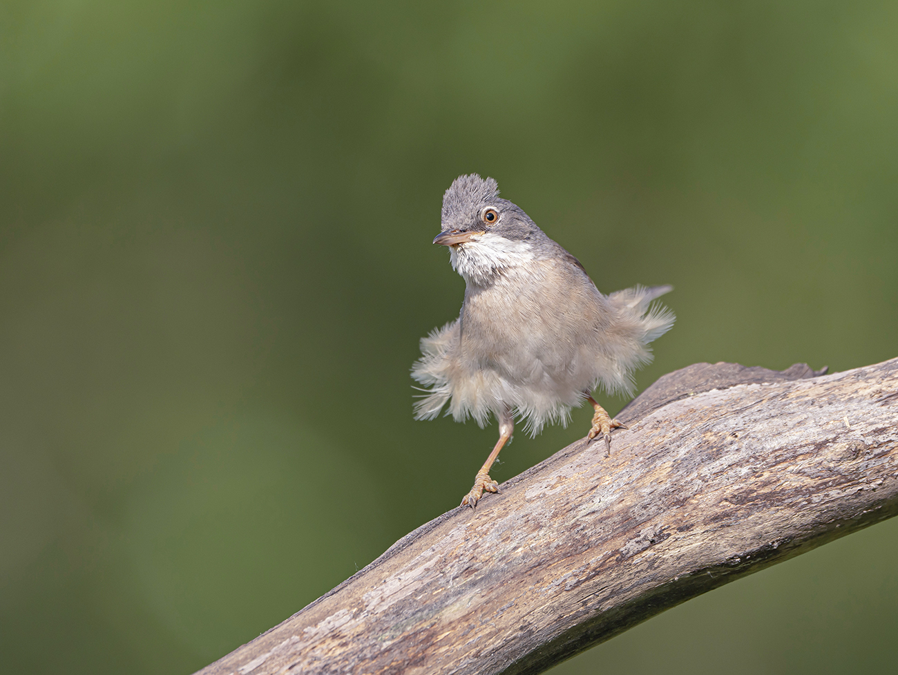 "Мерлин Монро"