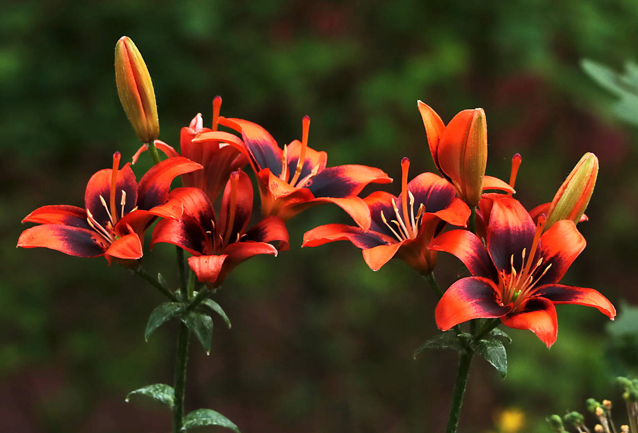 Июль - время лилий и лилейников