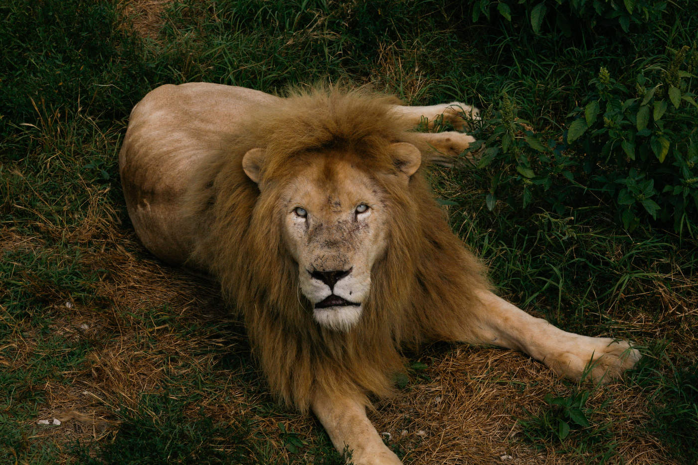 Царь зверей