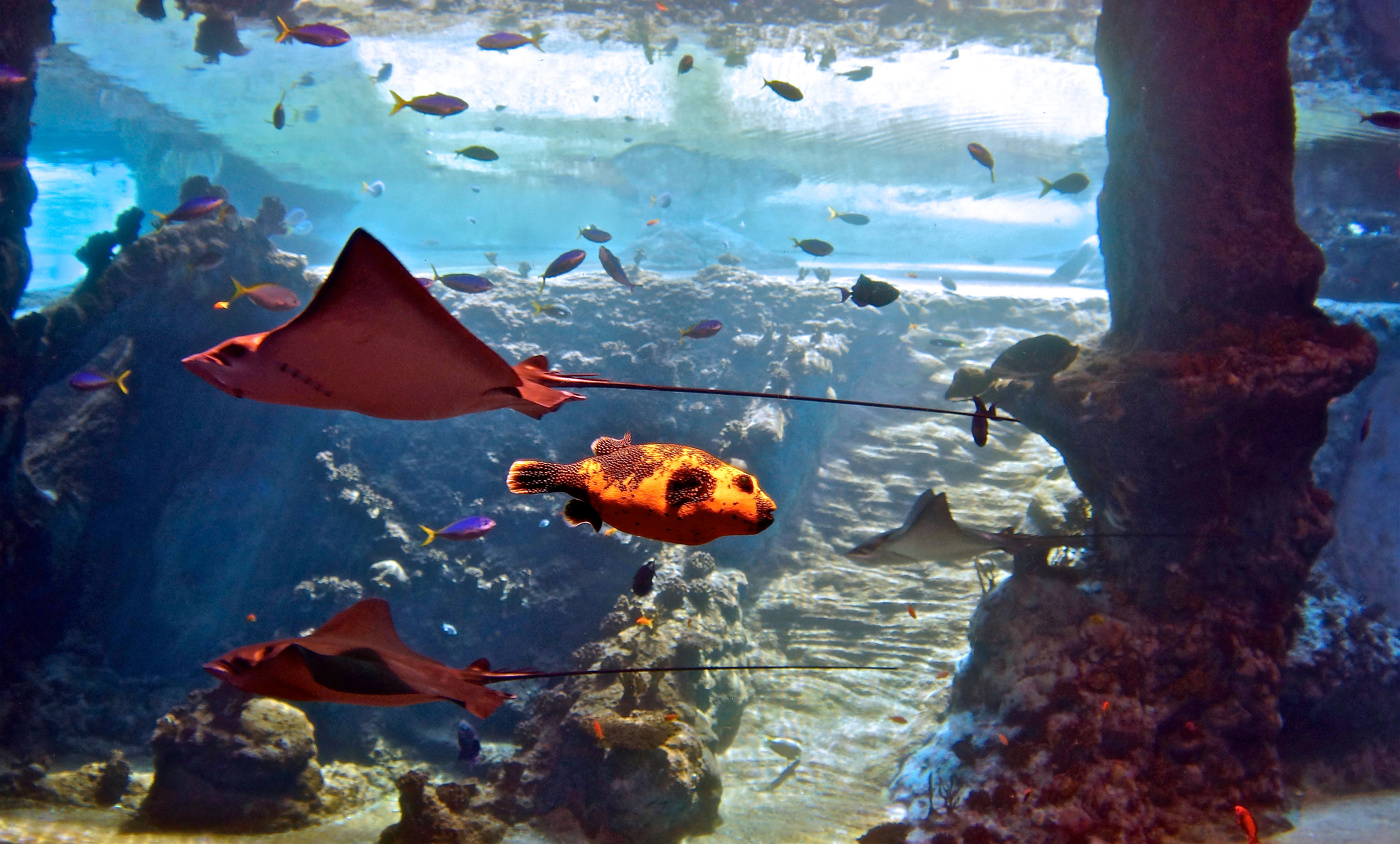 В океанариуме