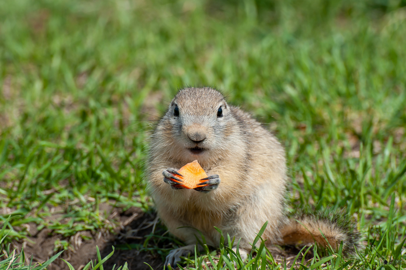 Утренняя трапеза.