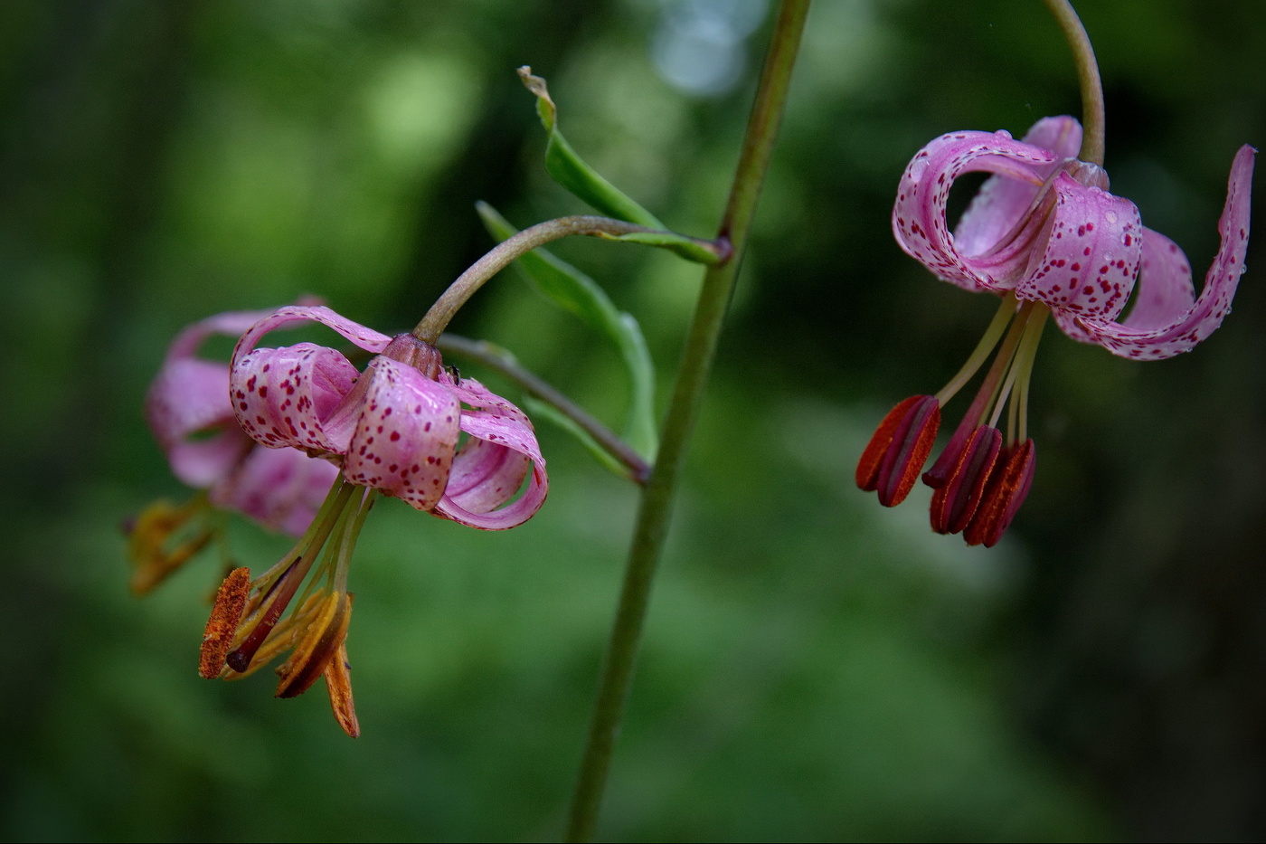 Лесная лилия.