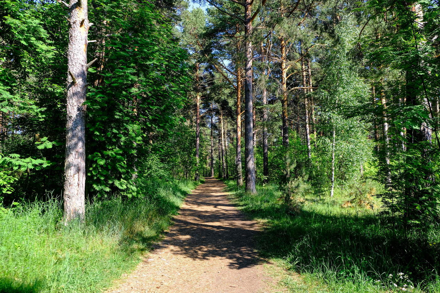 Тропинка в лесу