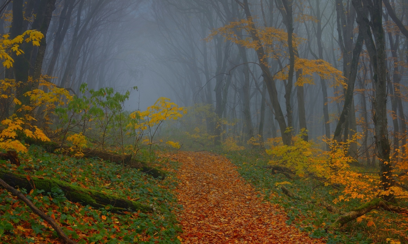 Осеняя тропа
