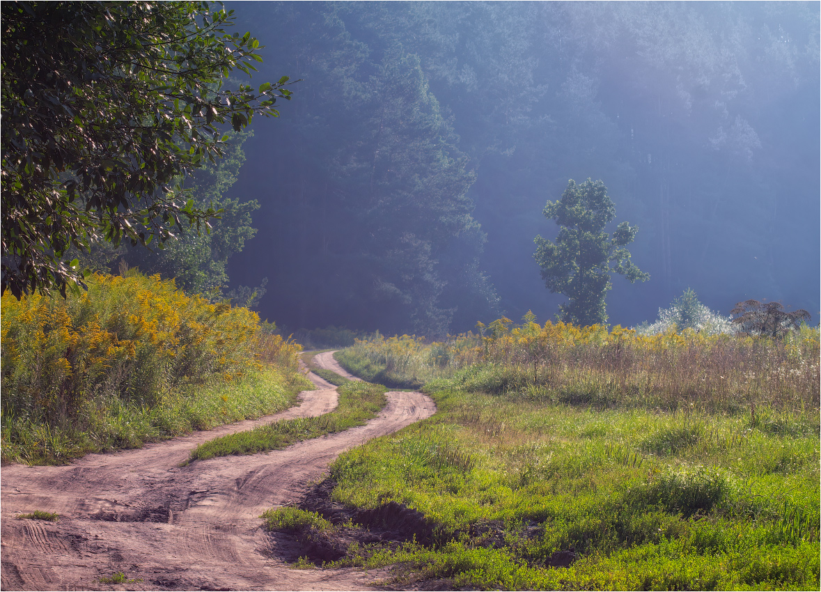 Дорога в лес