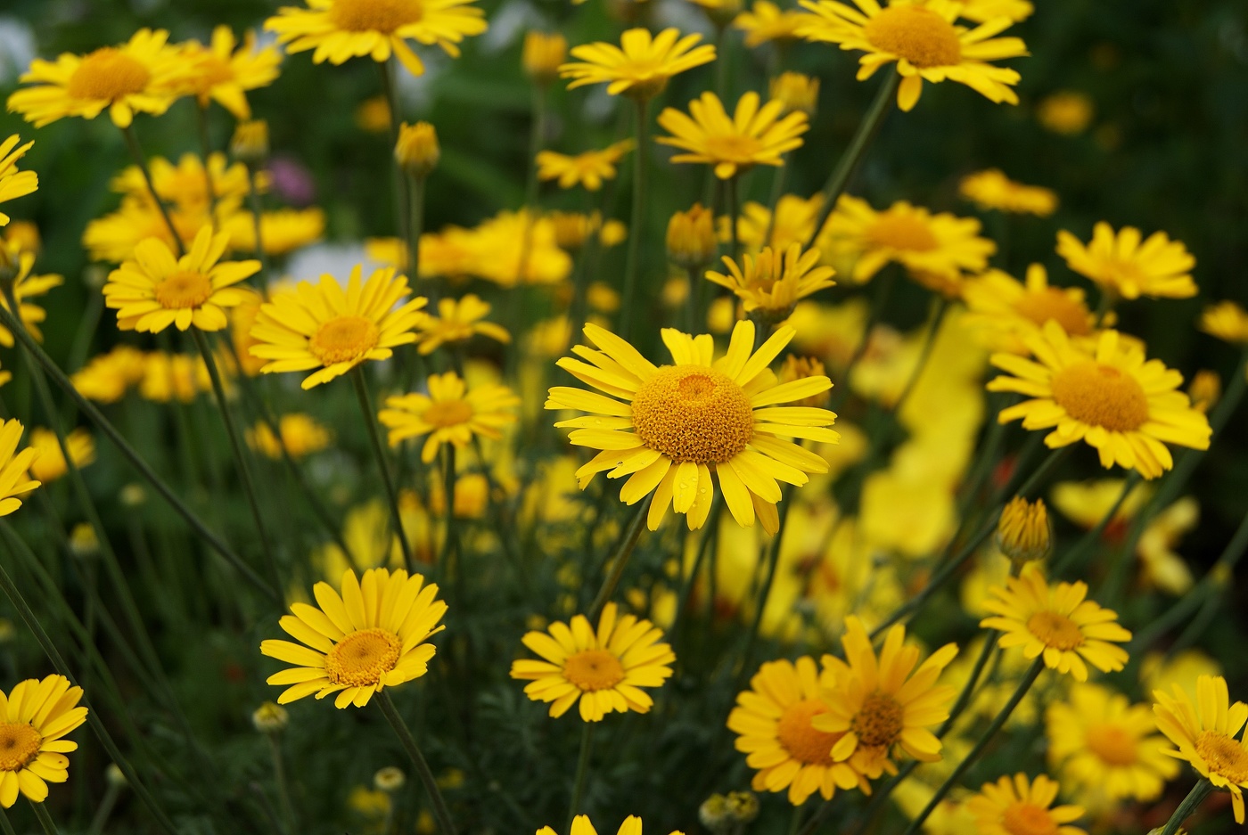 краски Лета