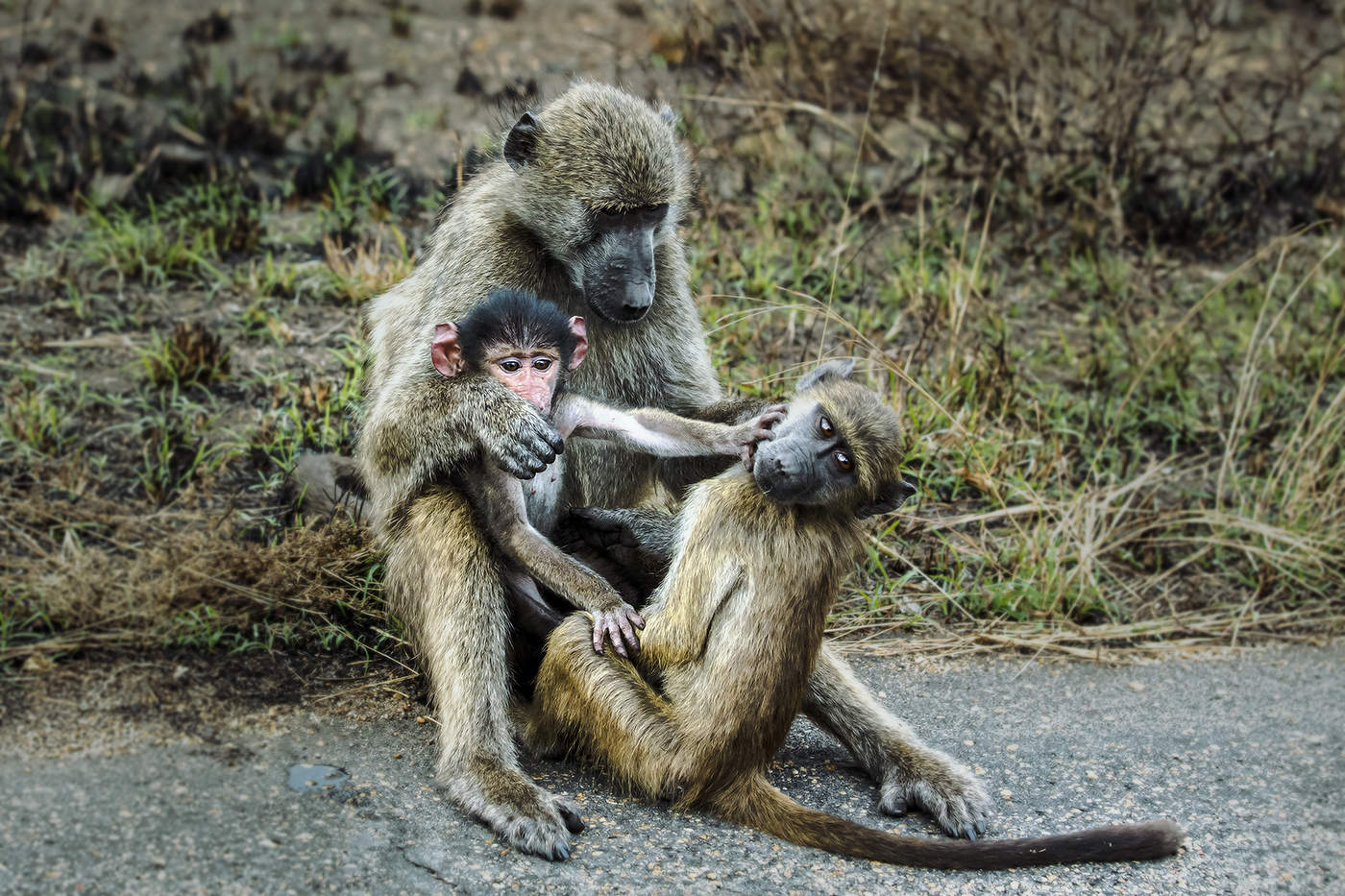 Семейные разборки