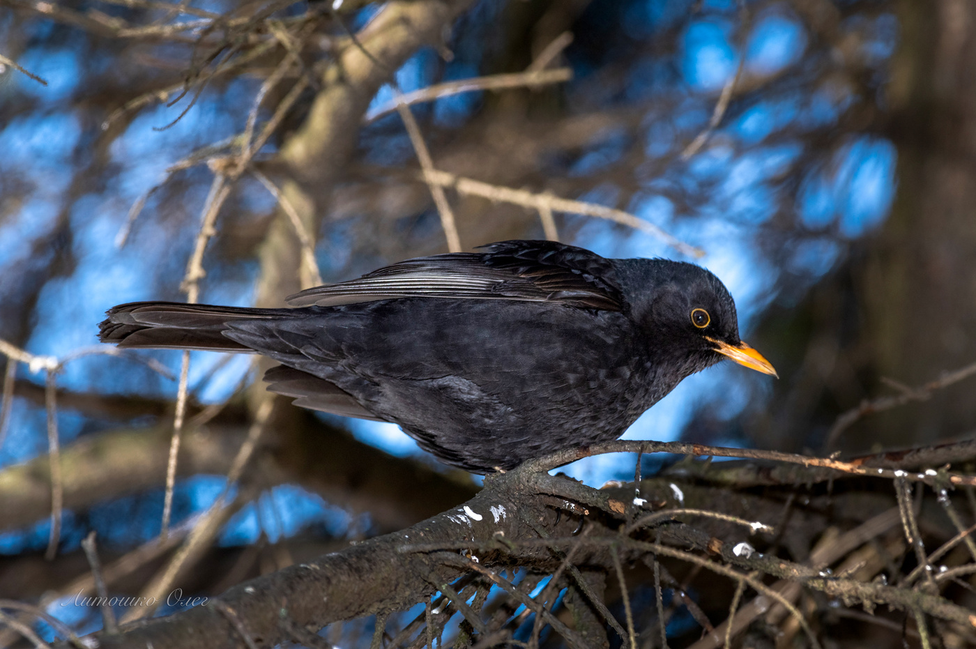 Дрозд чёрный.