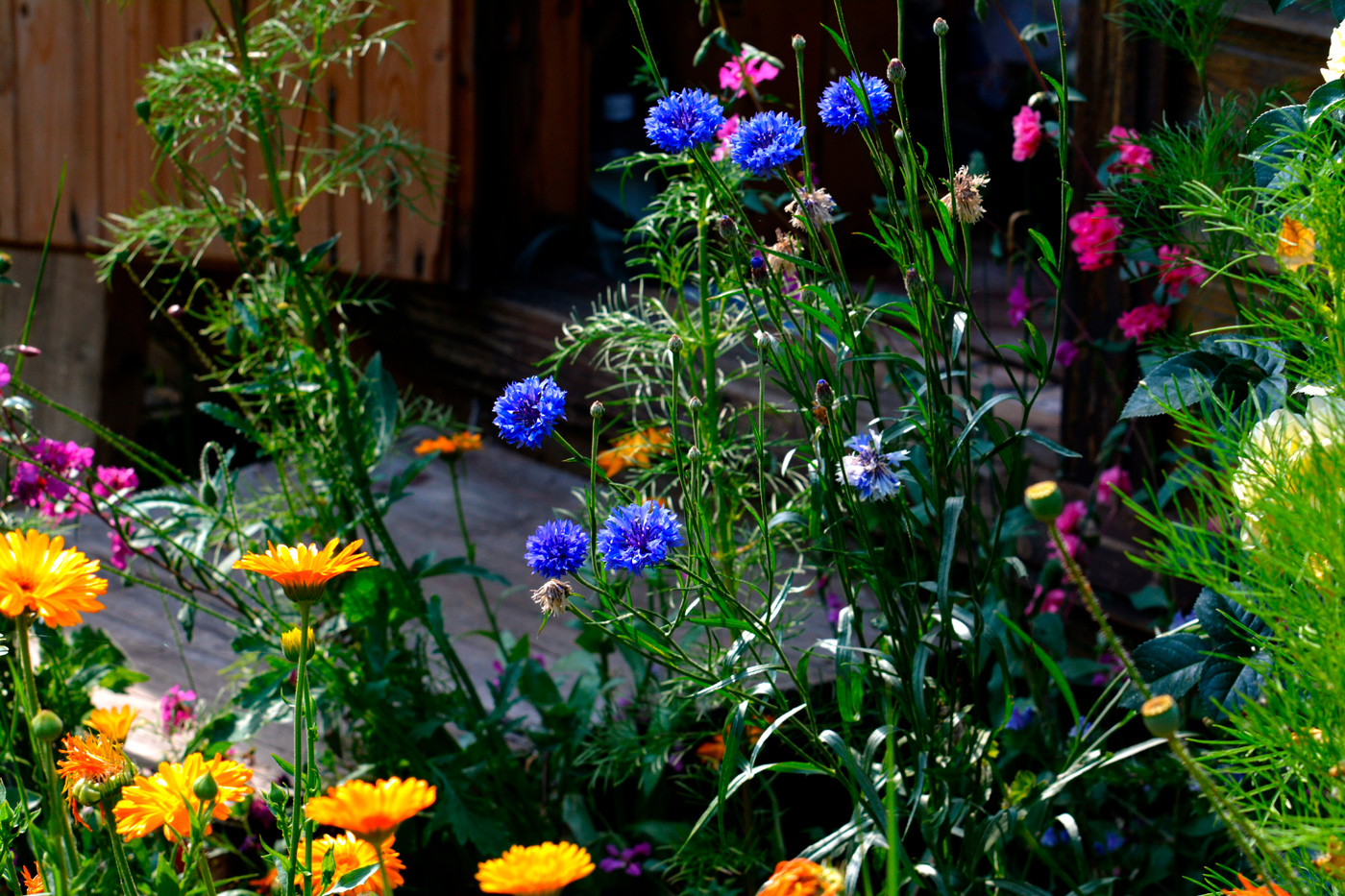 летние картинки