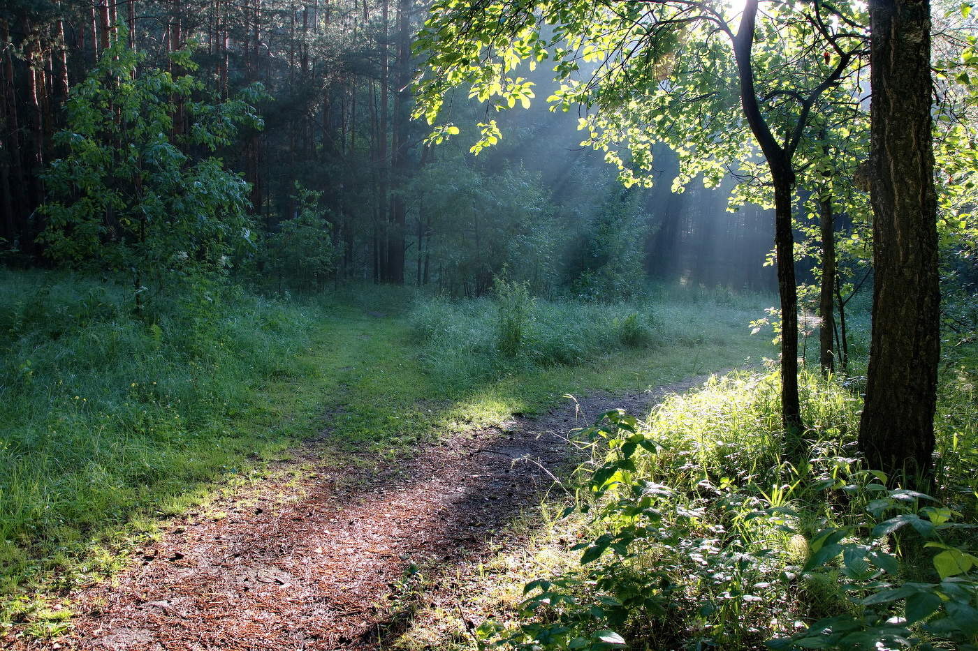 *Солнечный дождик.**