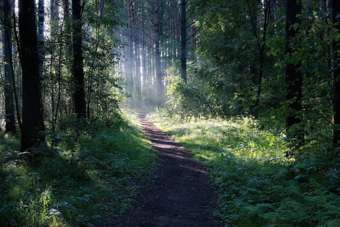 *Утро в лесу.**