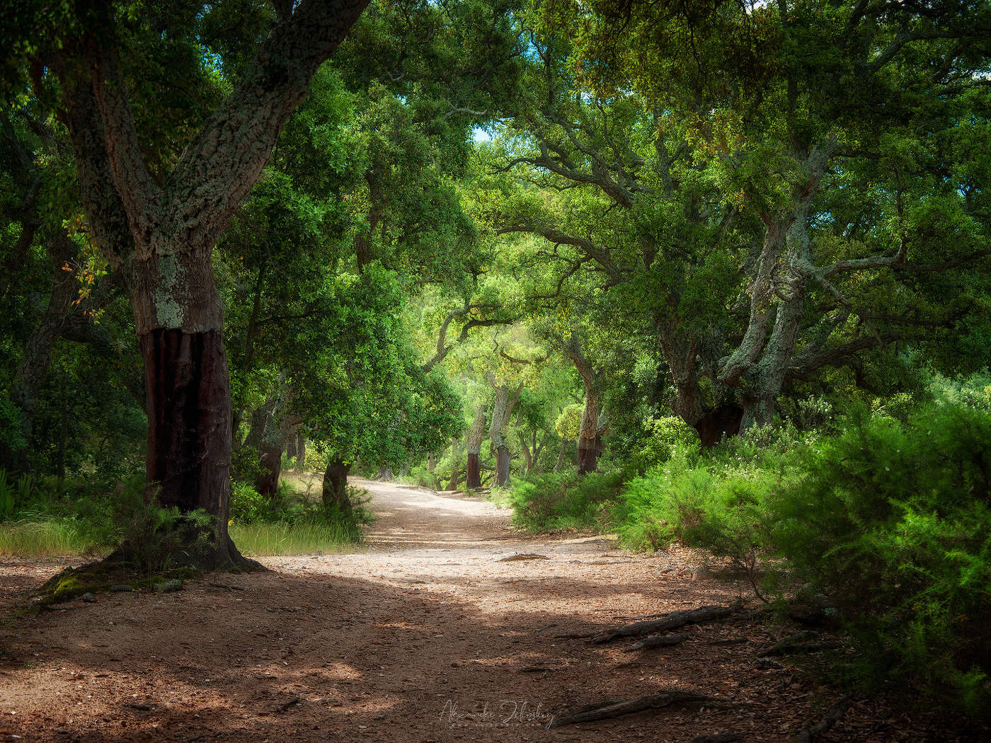 Дубовая роща в солнечный день