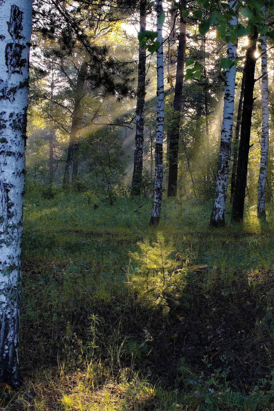 *Утренний этюд.**