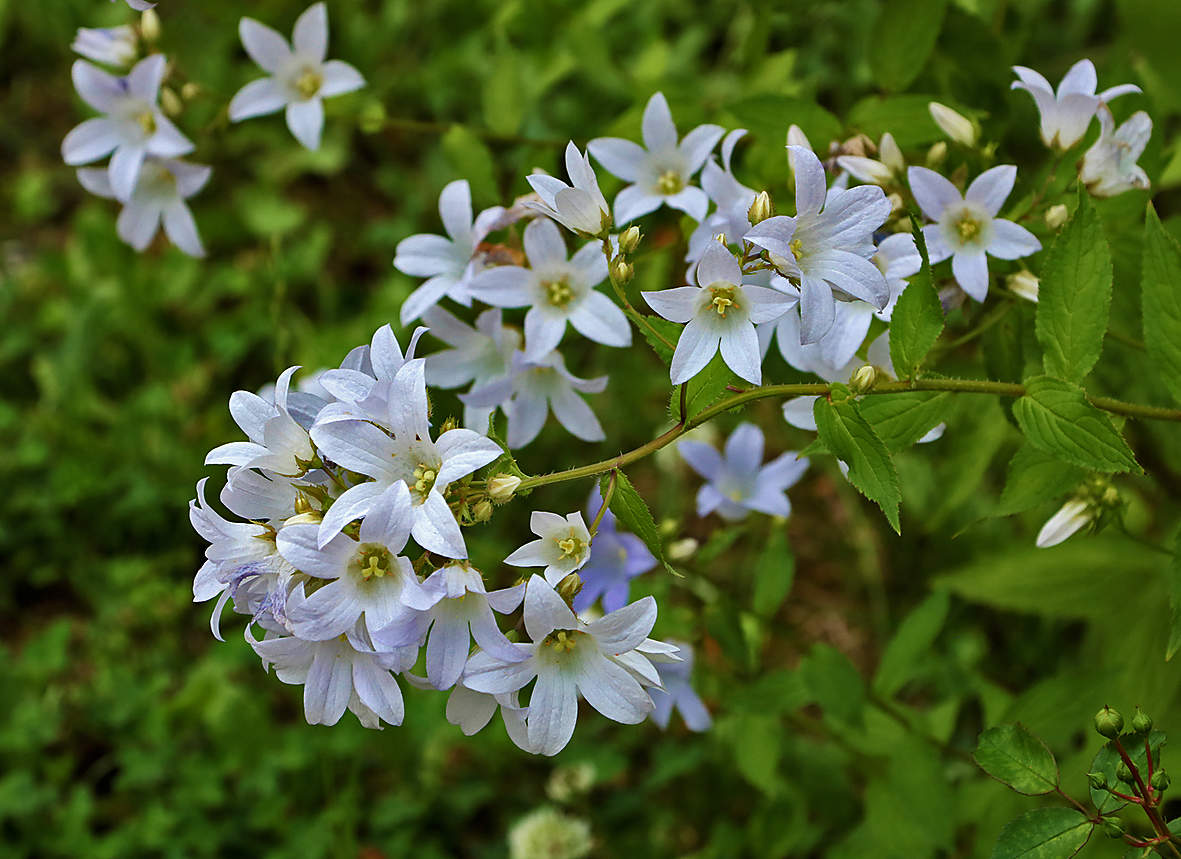Колокольчики мои...