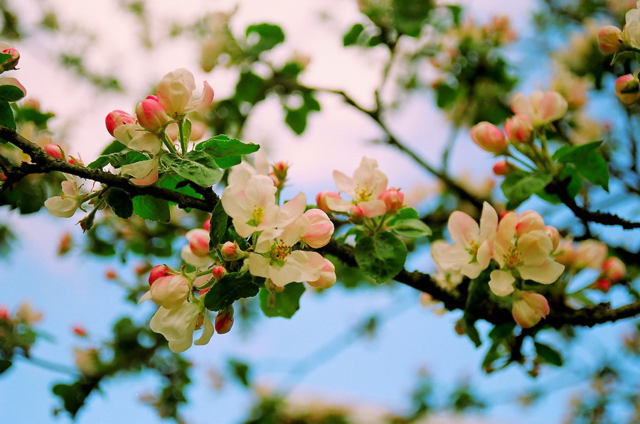 весенний портрет