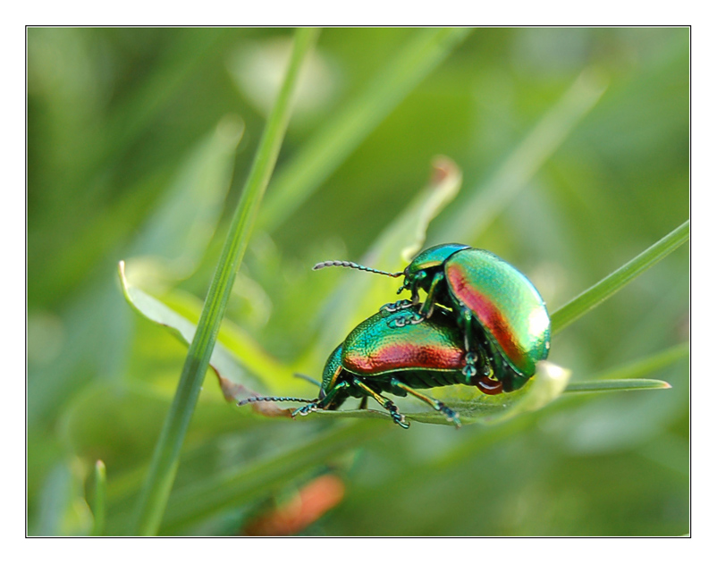 Мартовские светлячки