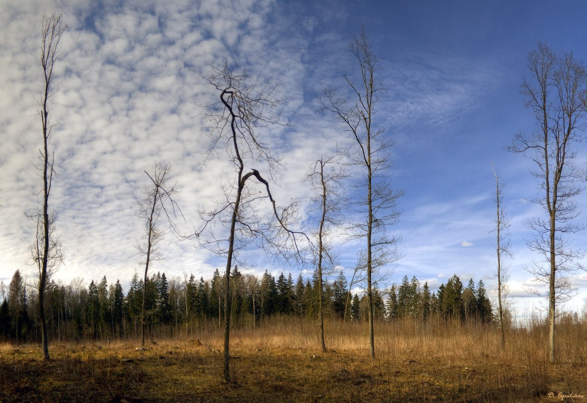 Только крик ворона..