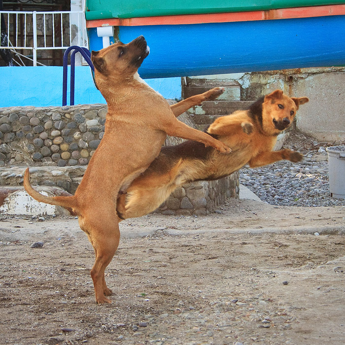 Весенние собаки