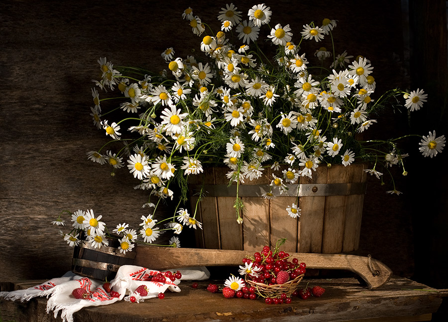 Летний этюд или ромашковая кадка.