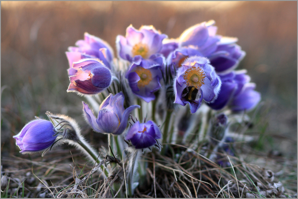 про сон-траву и уснувшего шмеля