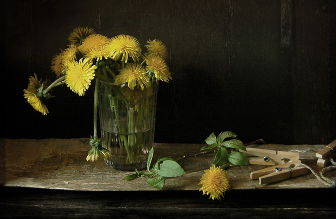 Про одуванчики..