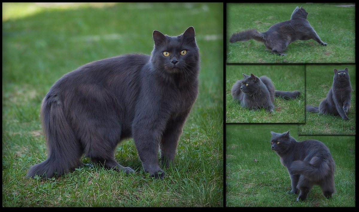 одна минута из дачной жизни кота К.