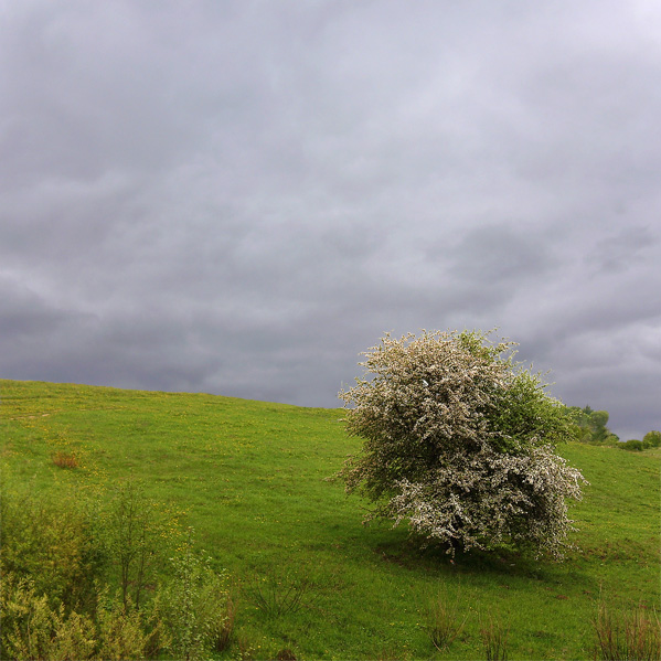 Цветущее дерево на косогоре
