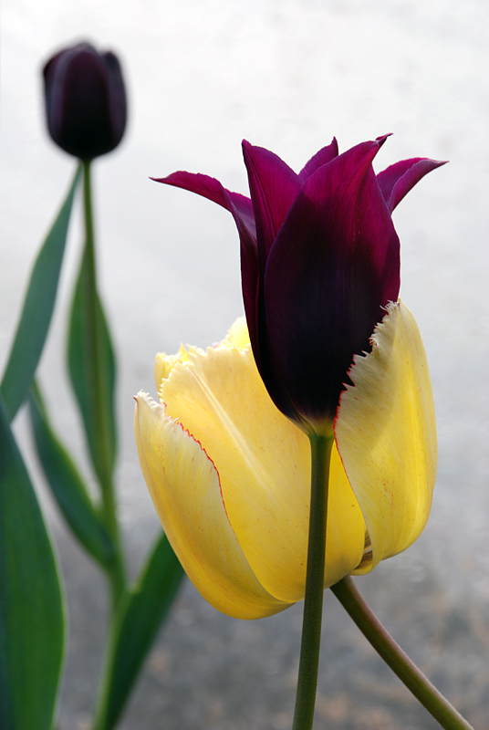 Третий лишний