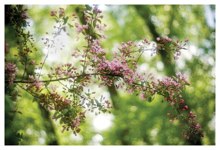 цветение яблони