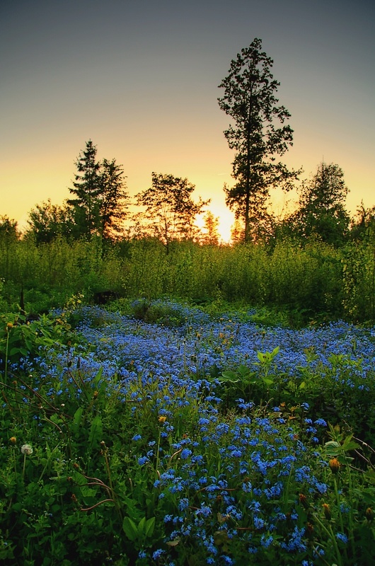 Незабудочная