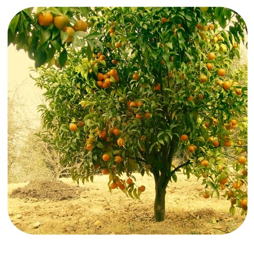 дерево стремлений