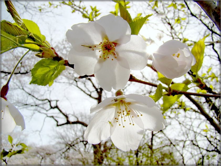 белы колер - ён самы практычны