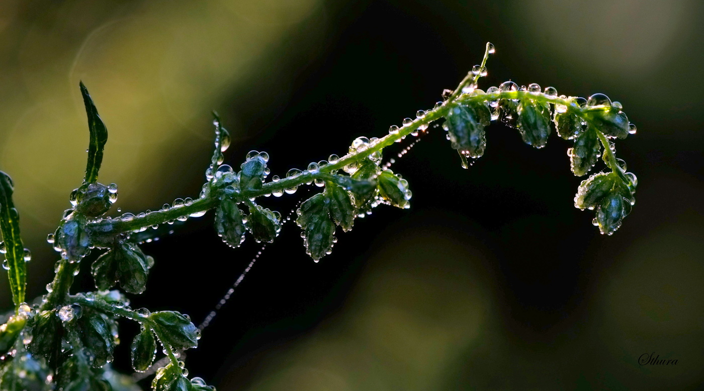 Капельки росы.