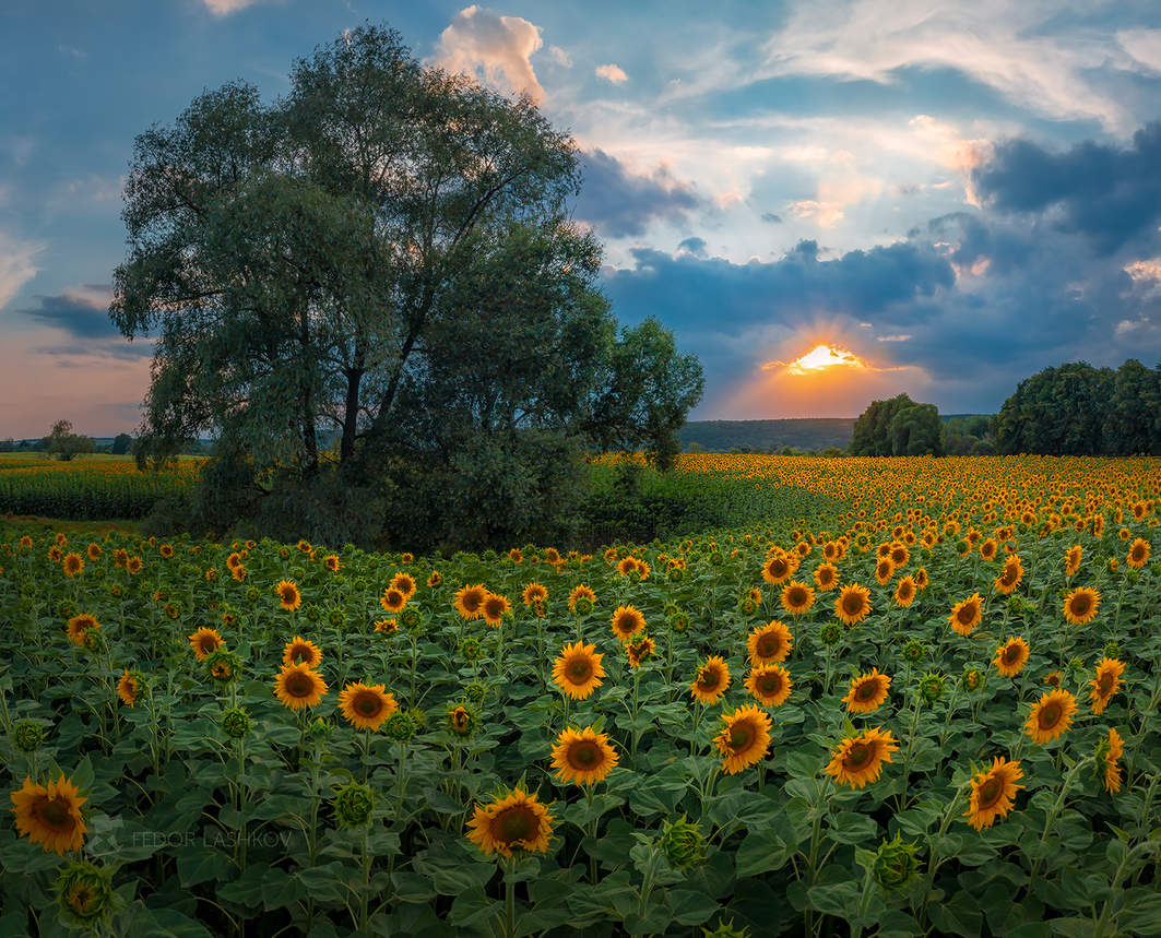 Подсолнечное поле в Корочанском районе