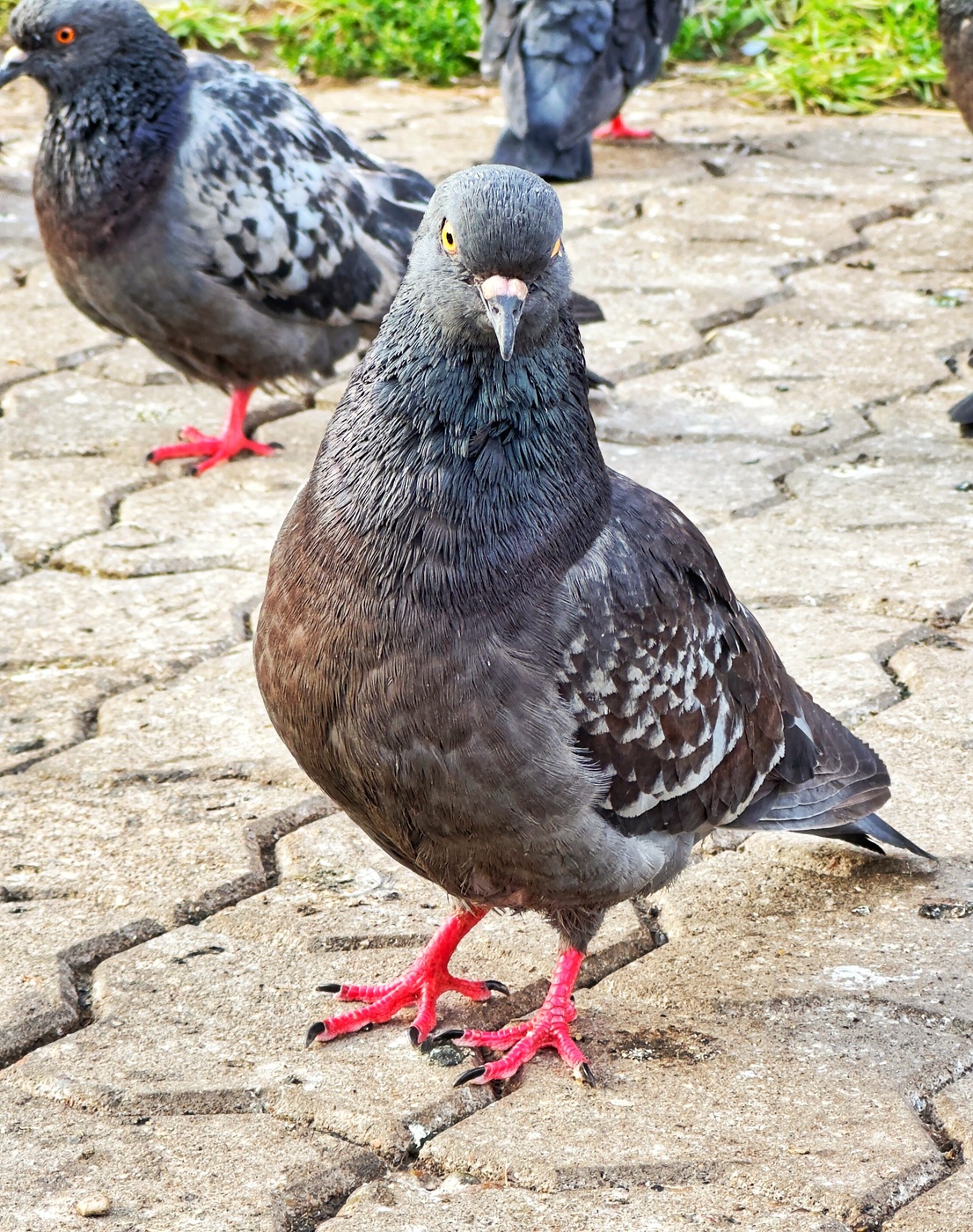 Обычные голуби