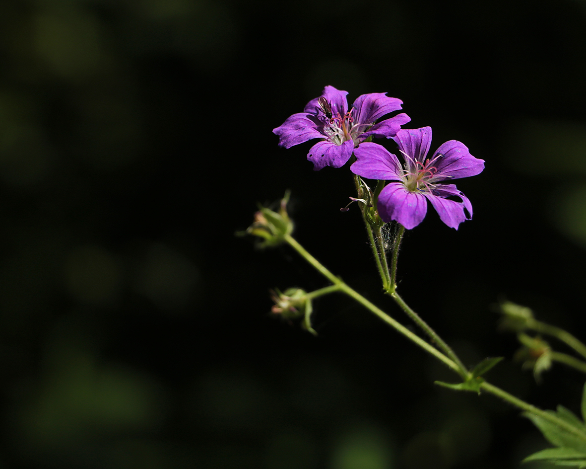 Лесные цветочки