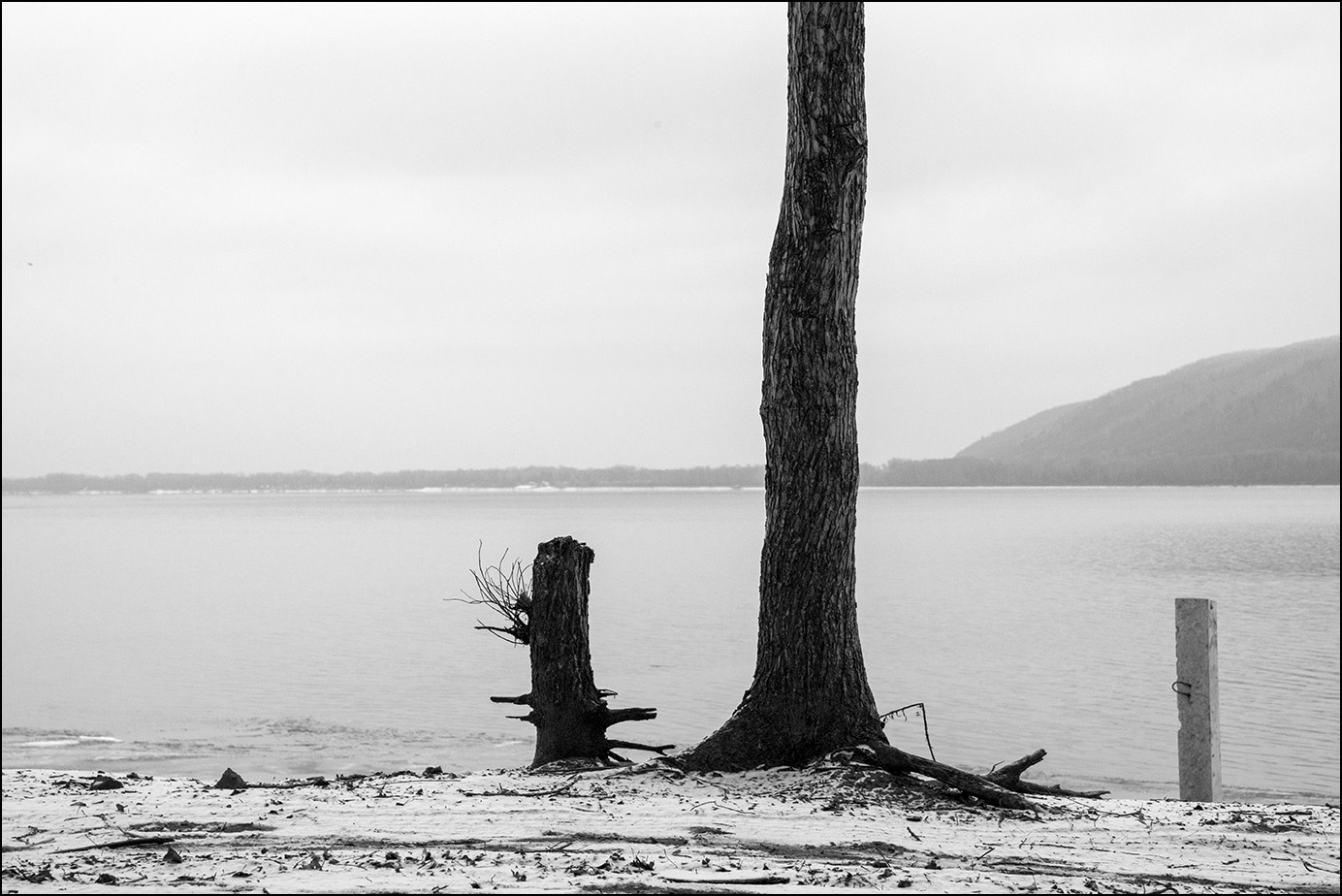 пейзаж с деревом