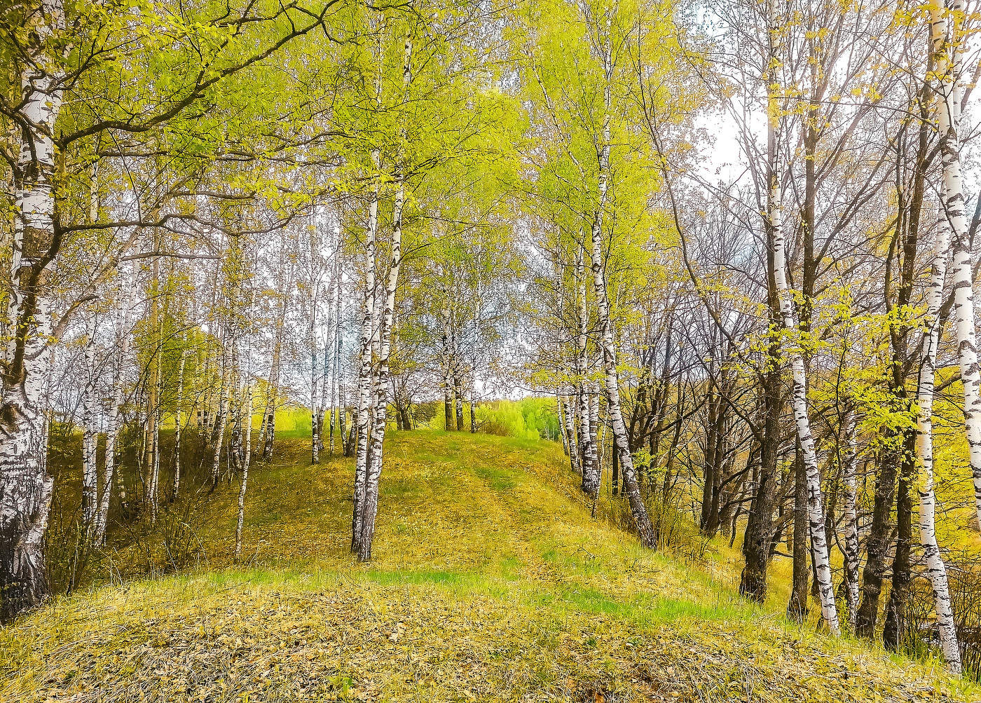 Между берёзок.