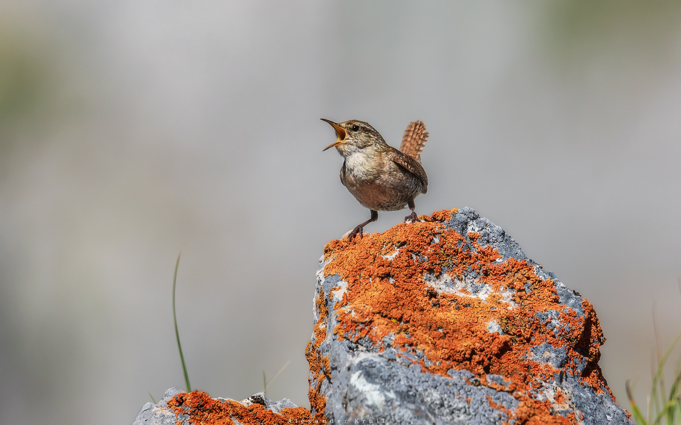 Утренний певец