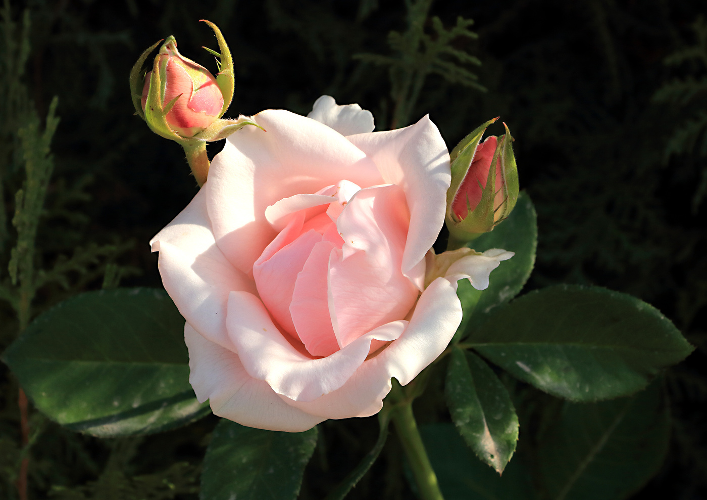 Летняя нежность