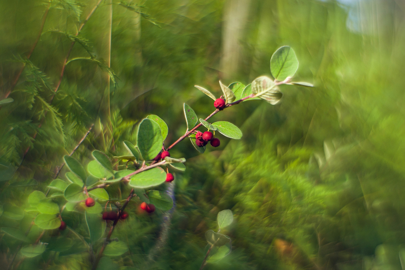 Кизильник алаунский.