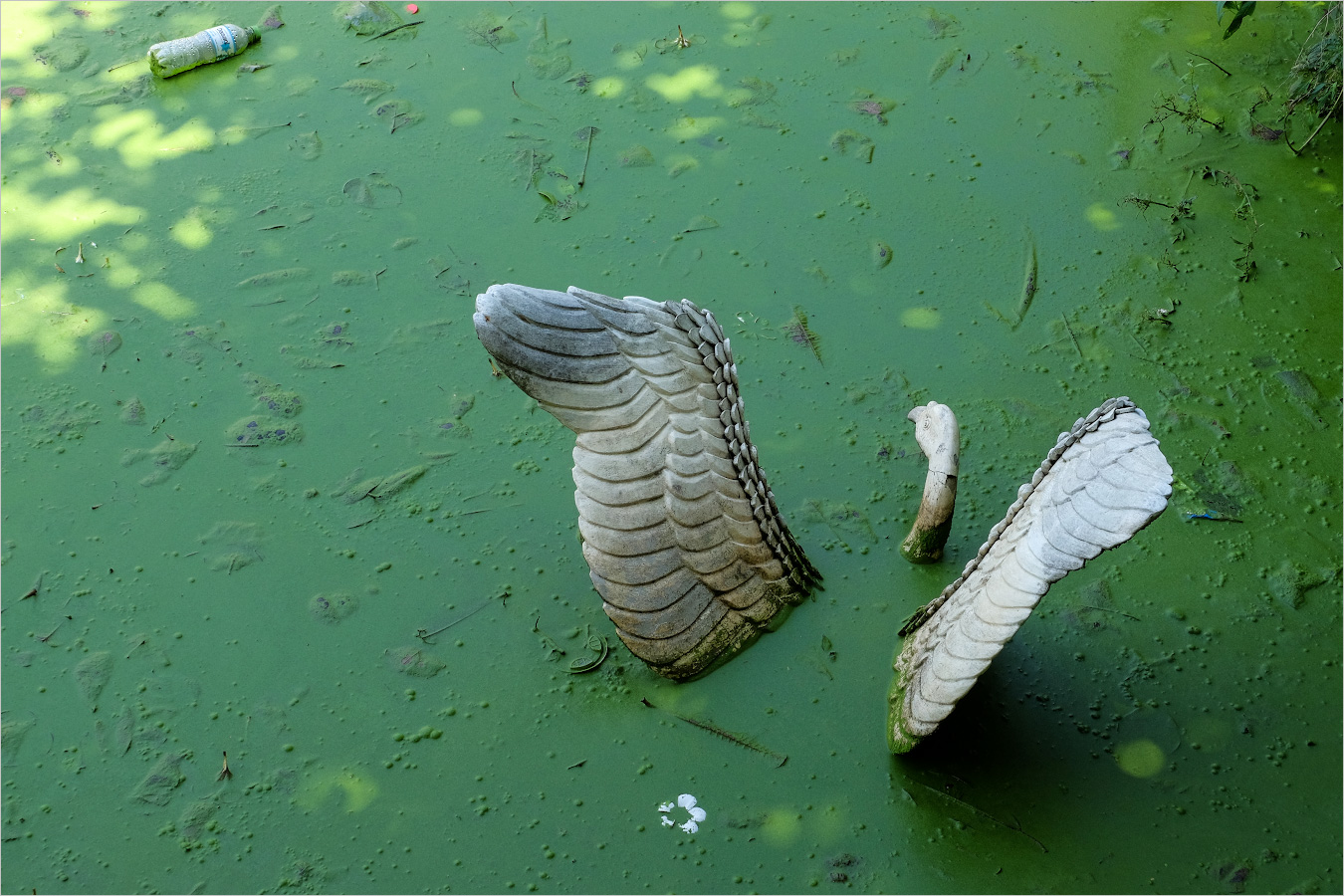 абелый лебедь