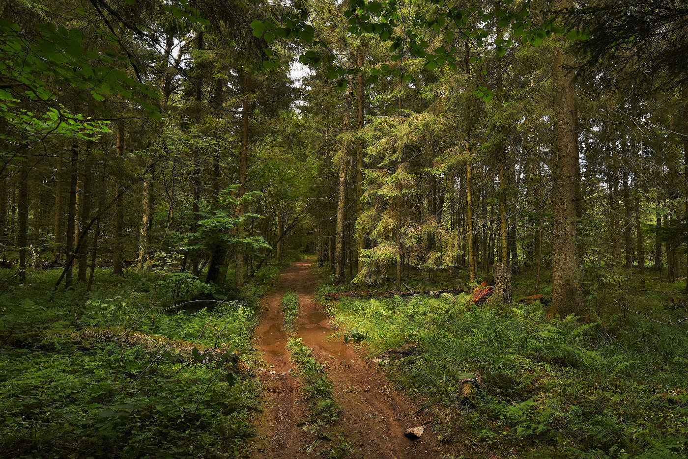 После дождя ...