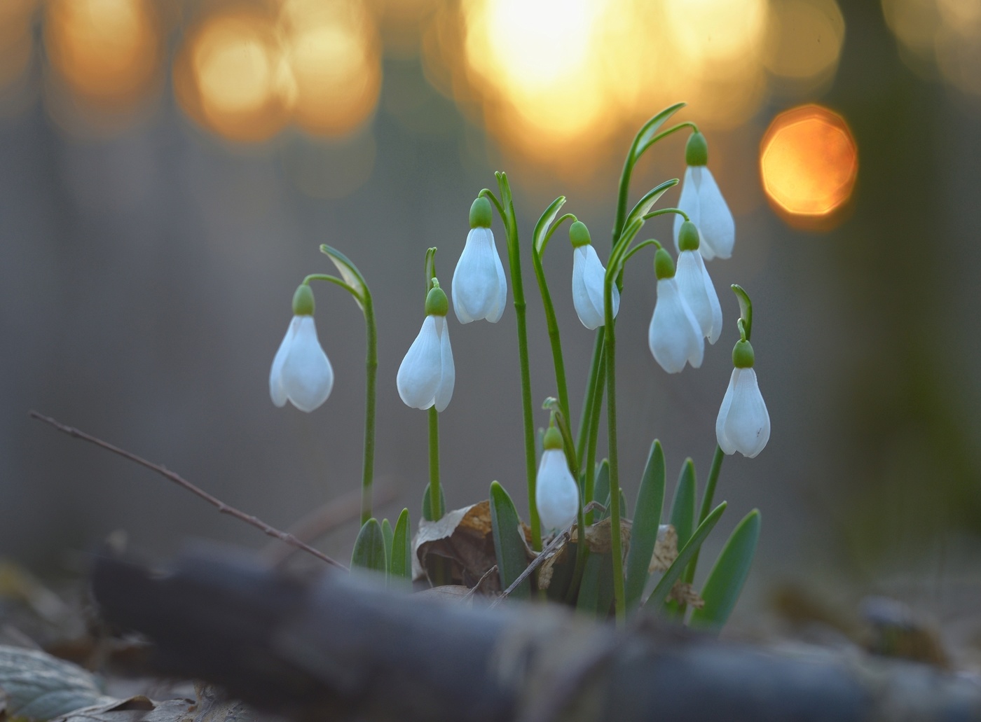 Подснежники